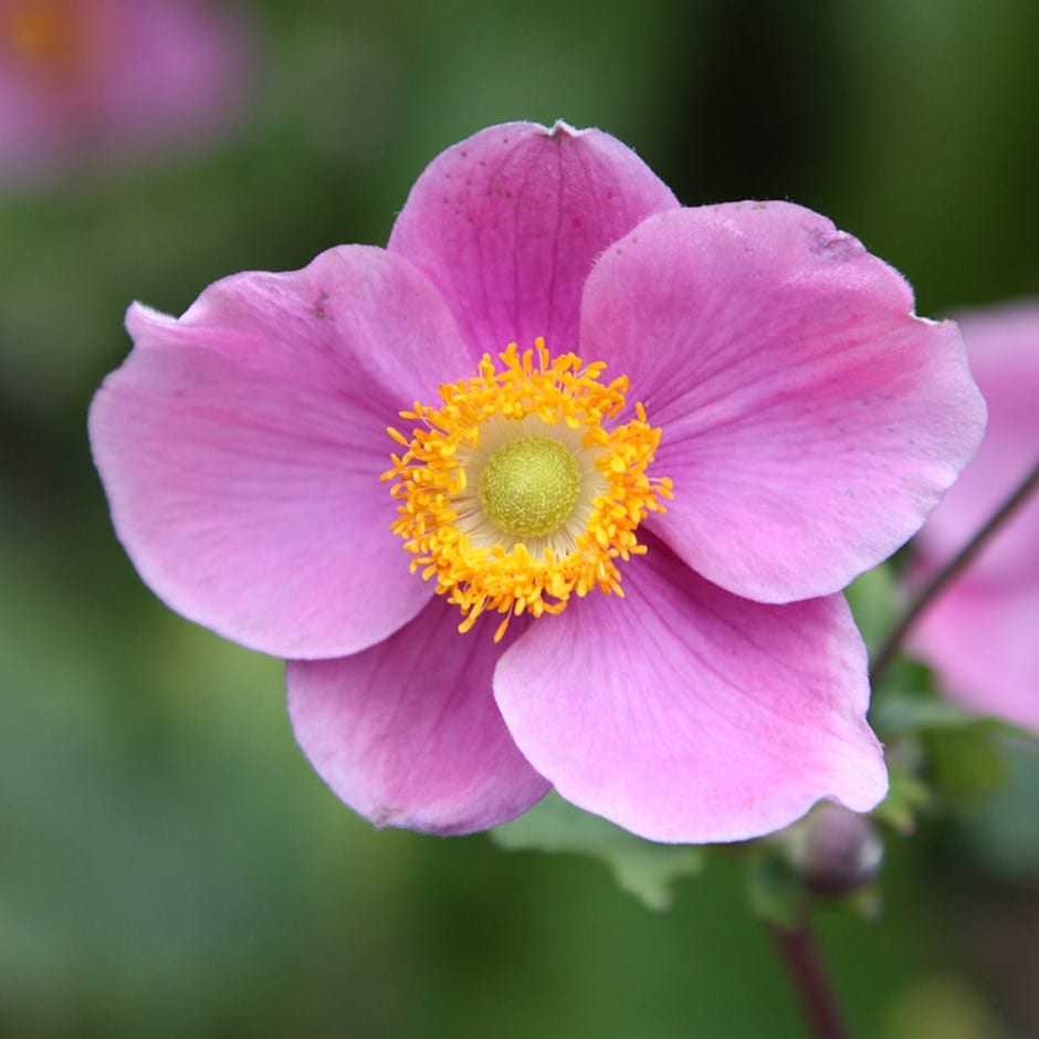 <i>Anemone hupehensis</i> 'Hadspen Abundance'