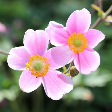 Picture of Anemone × hybrida September Charm