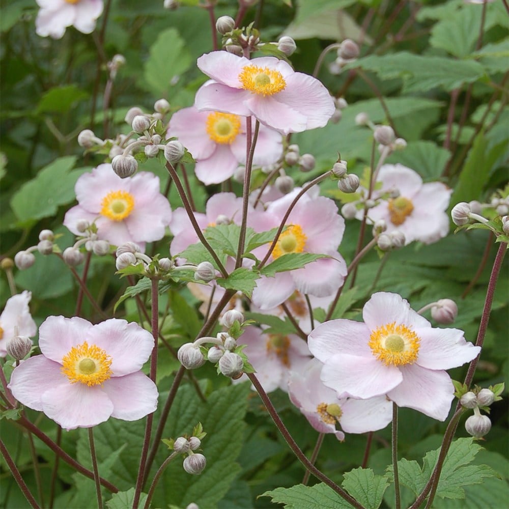<i>Anemone</i> × <i>hybrida</i> 'September Charm'