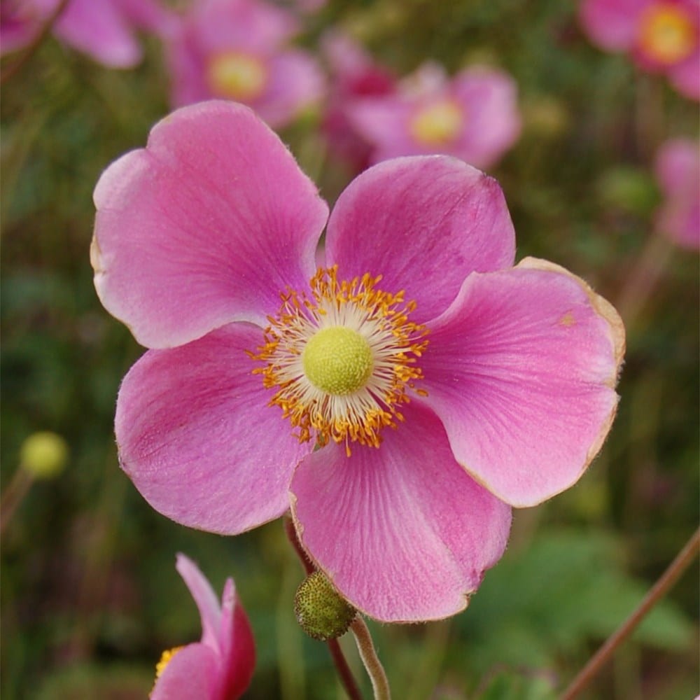 Product options image