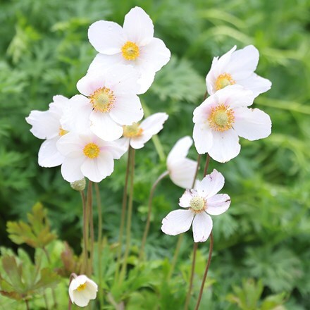 Picture of Anemone sylvestris