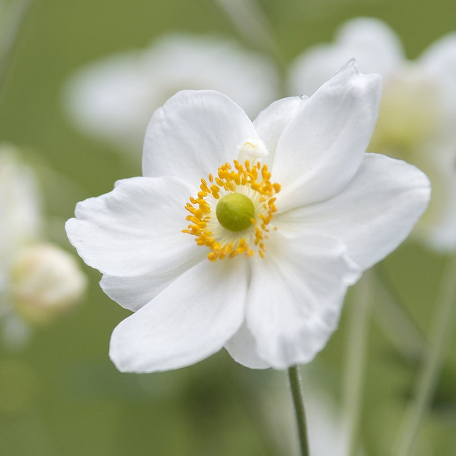 <i>Anemone</i> × <i>hybrida</i> 'Honorine Jobert'