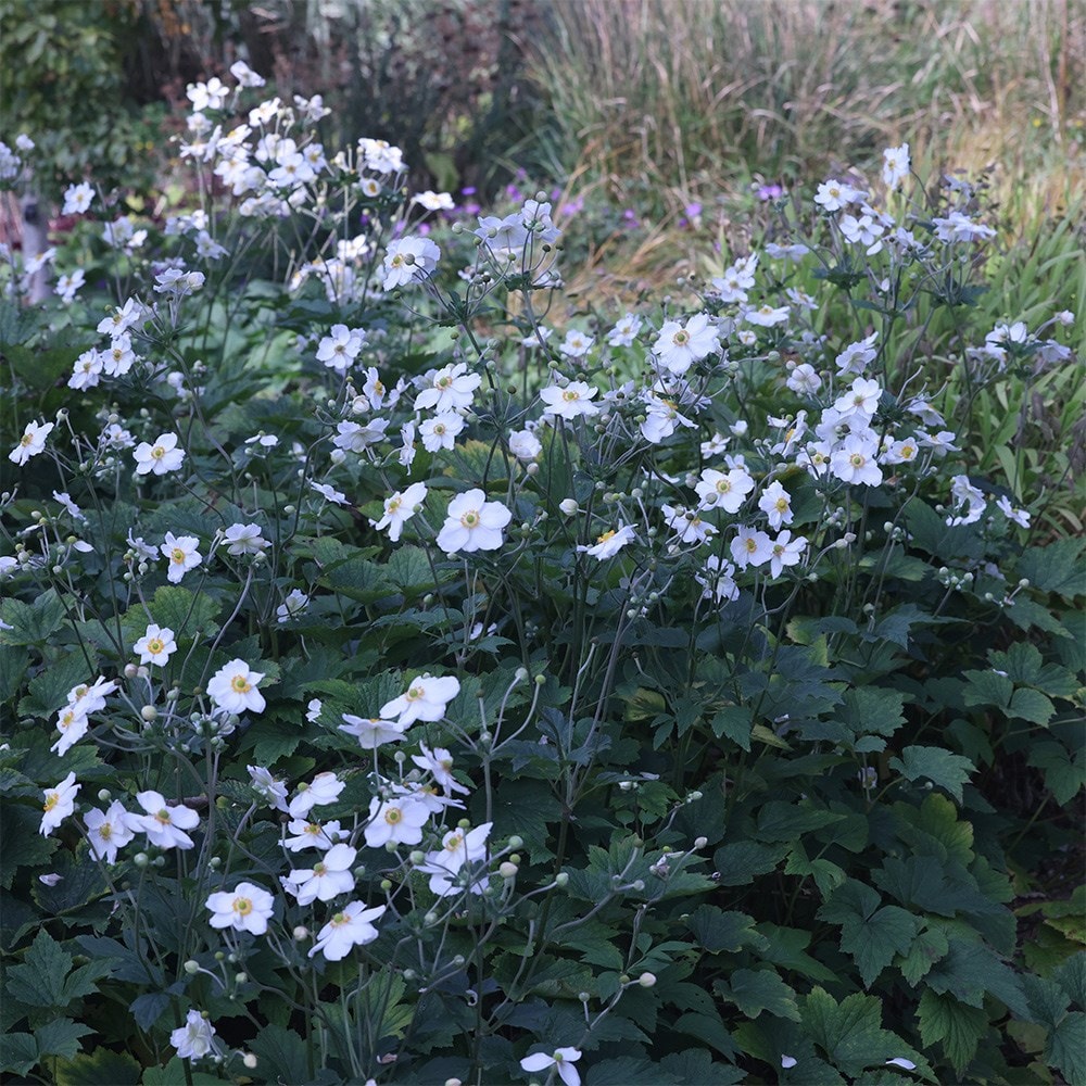 <i>Anemone</i> × <i>hybrida</i> 'Honorine Jobert'