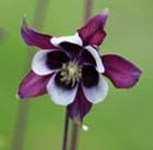 Aquilegias