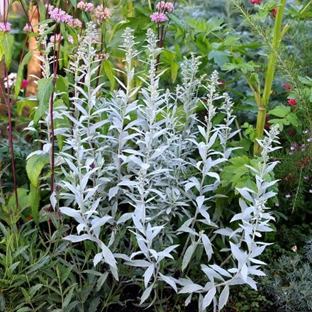 Buy western mugwort Artemisia ludoviciana Silver Queen: £14.99 Delivery by  Crocus