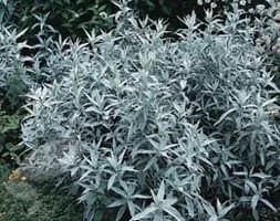 western mugwort