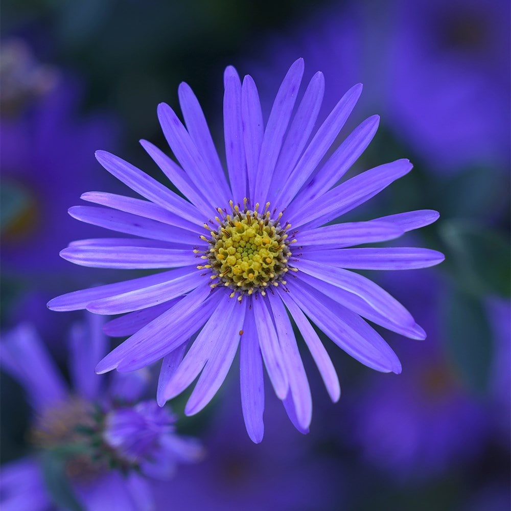 Product options image