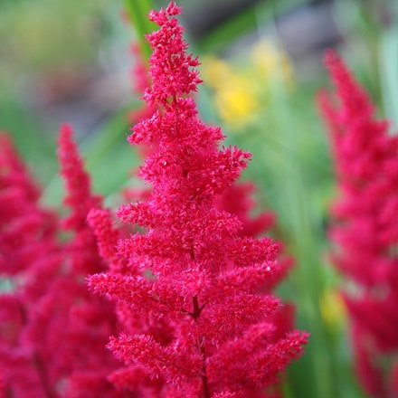 Astilbe Fanal (x arendsii)