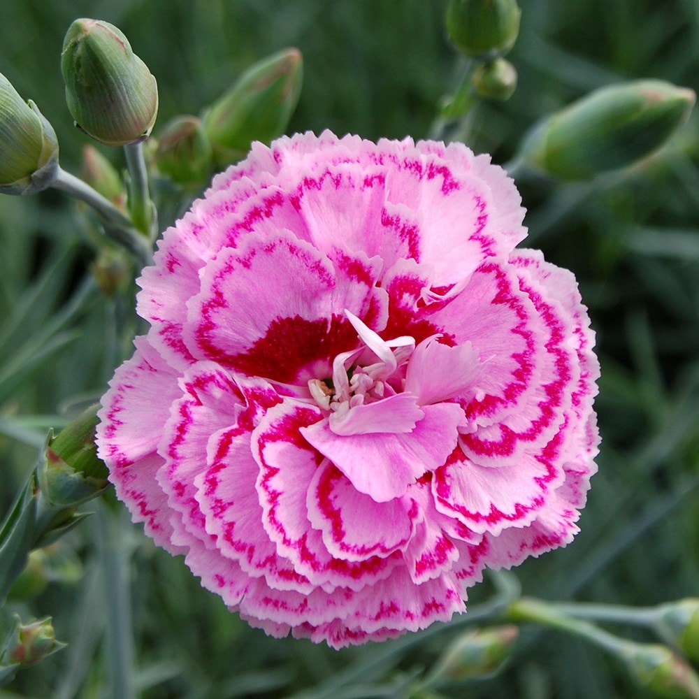 <i>Dianthus</i> 'Moulin Rouge' (PBR)