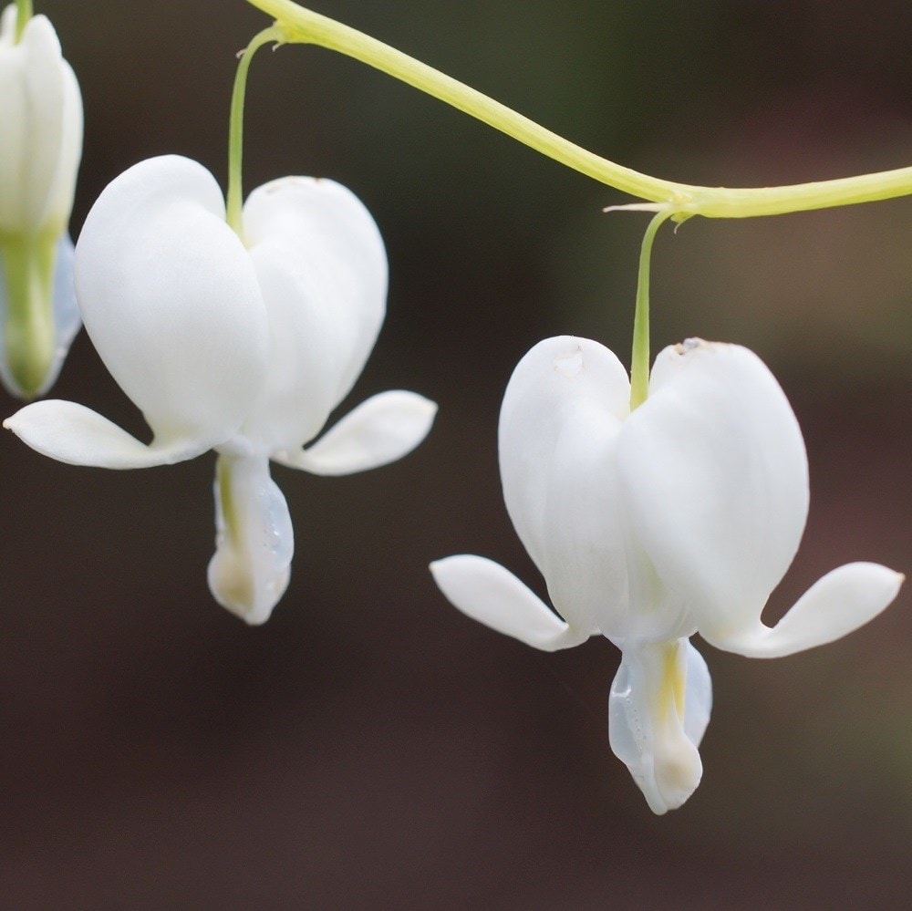 <i>Lamprocapnos spectabilis</i> 'Alba'