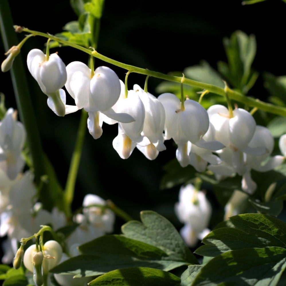 <i>Lamprocapnos spectabilis</i> 'Alba'