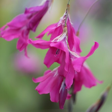 Picture of Dierama pulcherrimum