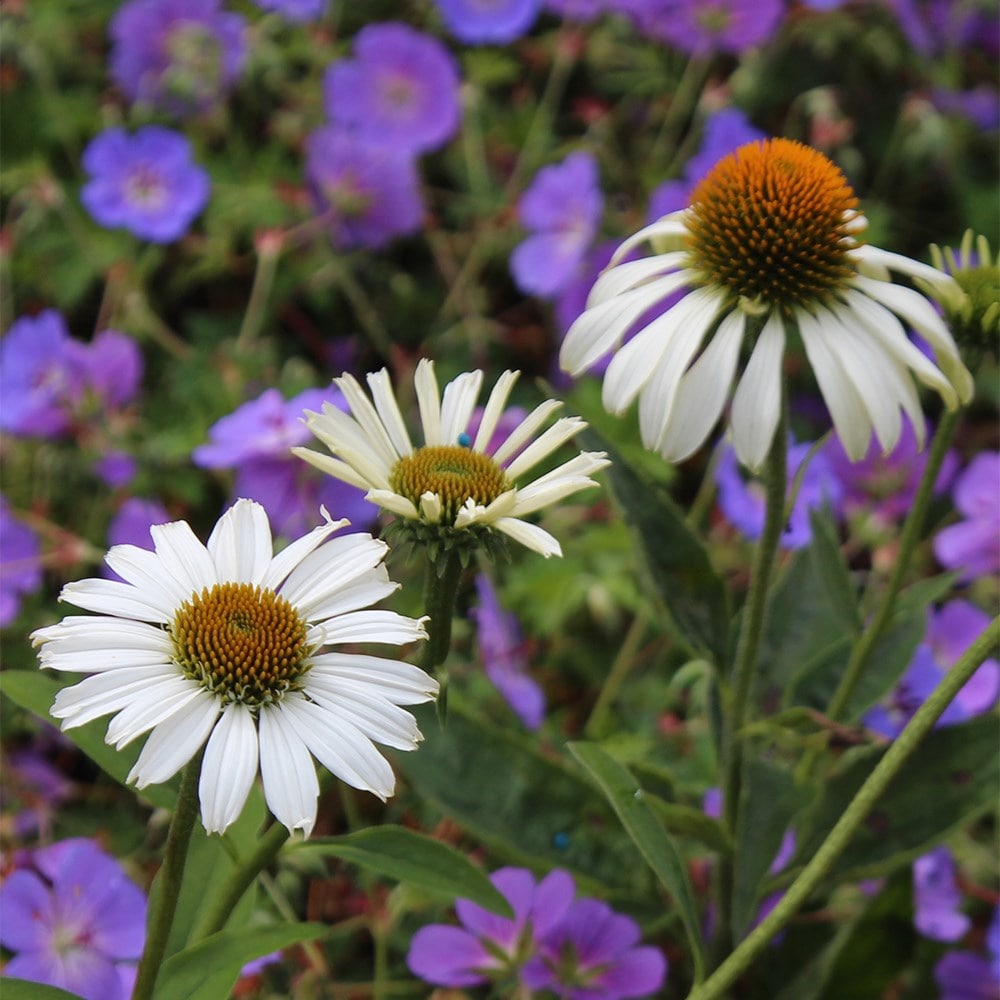 <i>Echinacea purpurea</i> 'White Swan'