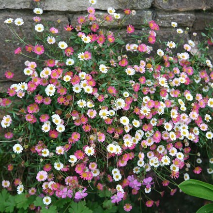 Erigeron karvinskianus