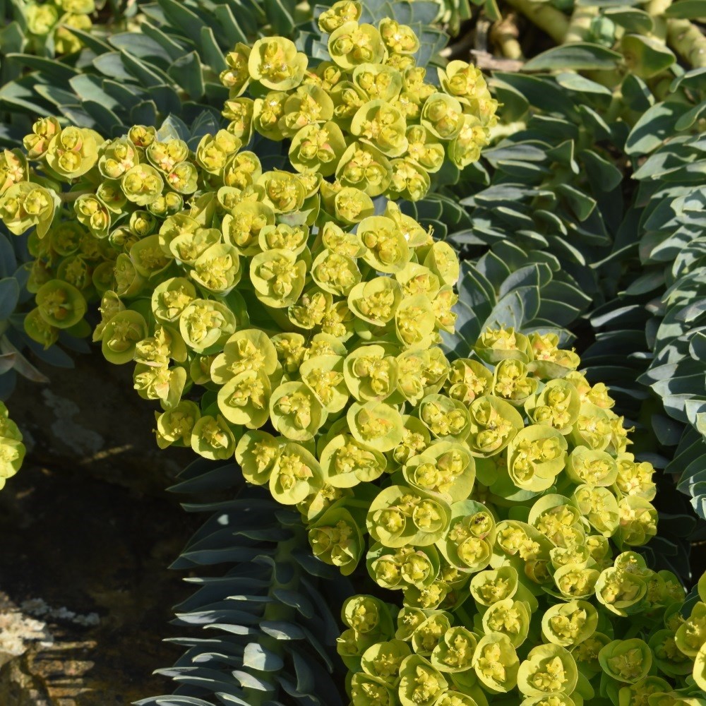 <i>Euphorbia myrsinites</i> 