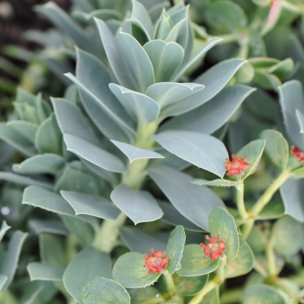 Euphorbia myrsinites