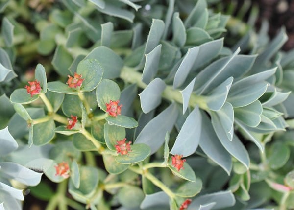 <i>Euphorbia myrsinites</i> 