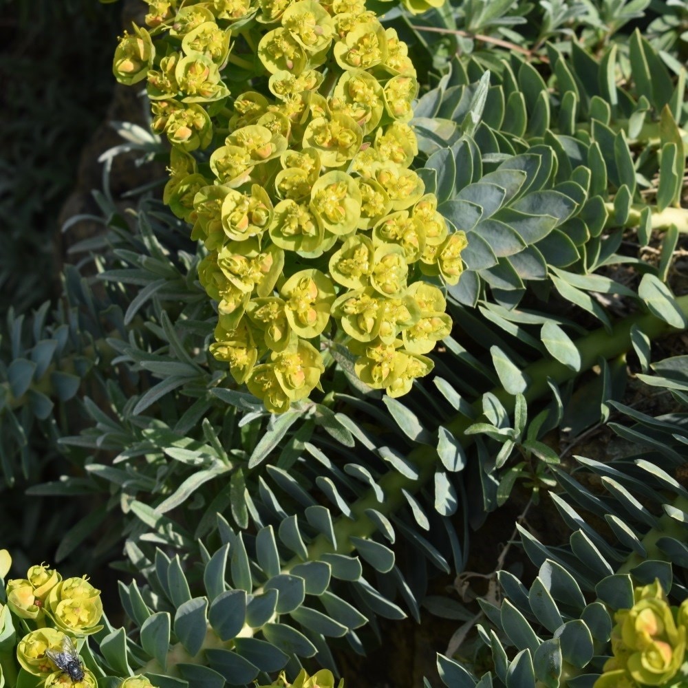 <i>Euphorbia myrsinites</i> 