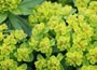 spurge