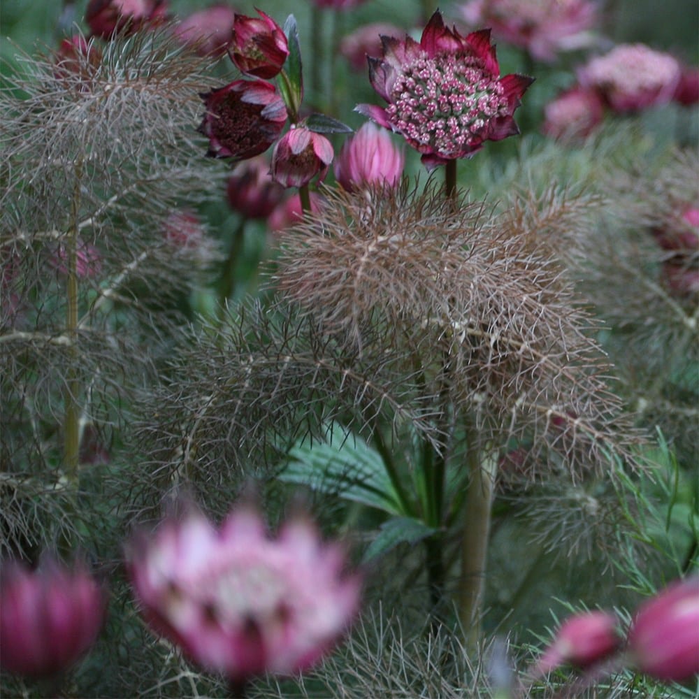 Product options image