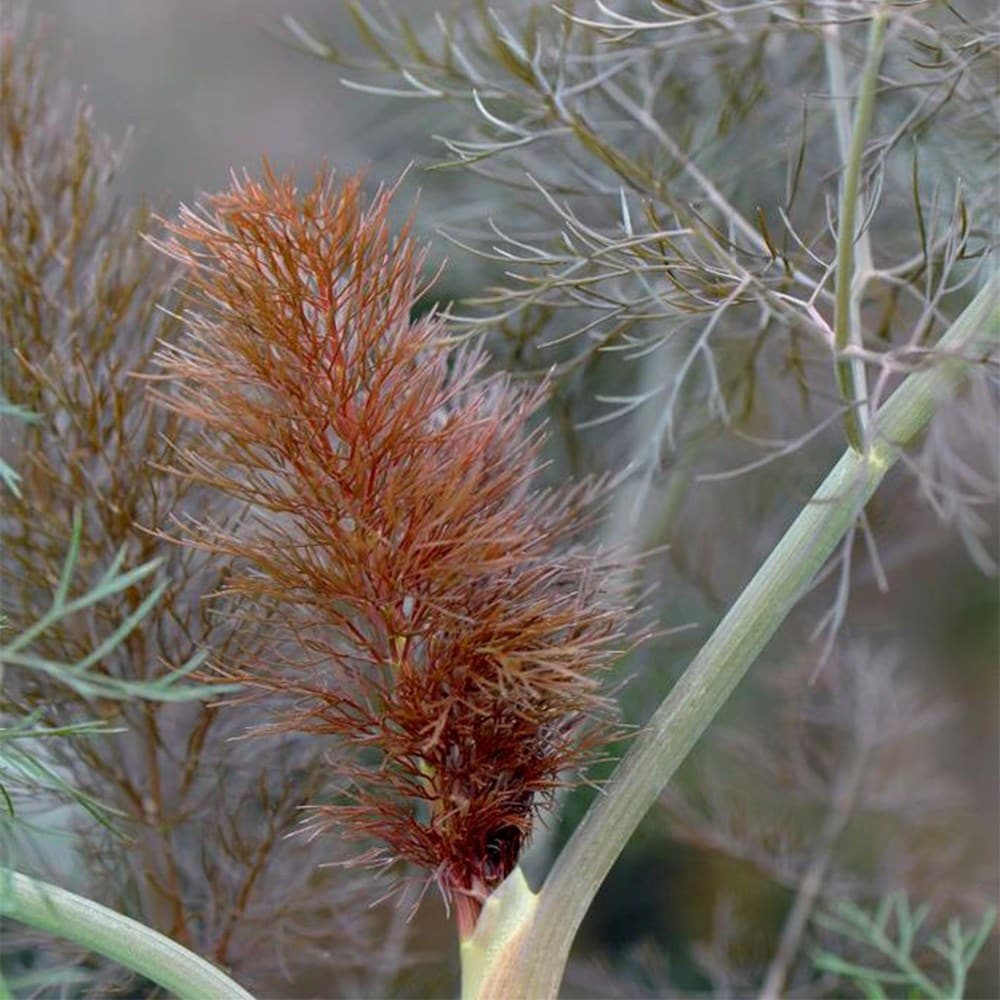 fennel - bronze