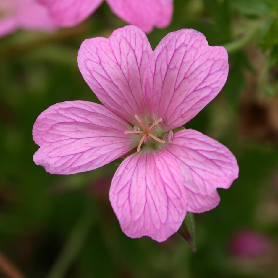 <i>Geranium</i> × <i>oxonianum</i> 'Wargrave Pink'