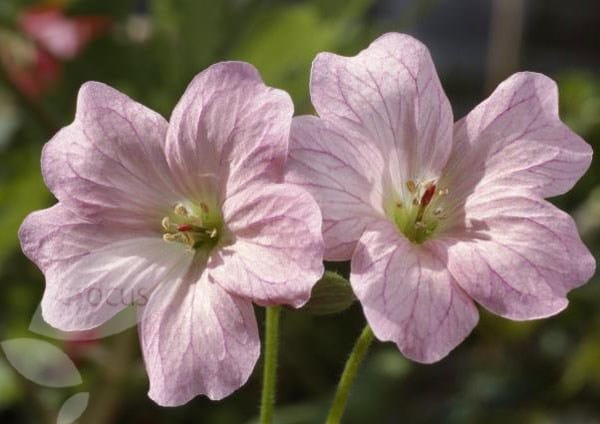 <i>Geranium</i> × <i>oxonianum</i> 'Wargrave Pink'