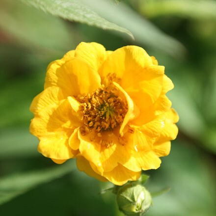 Picture of Geum Lady Stratheden