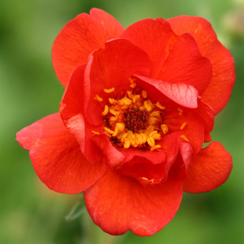 <i>Geum</i> 'Mrs J. Bradshaw'