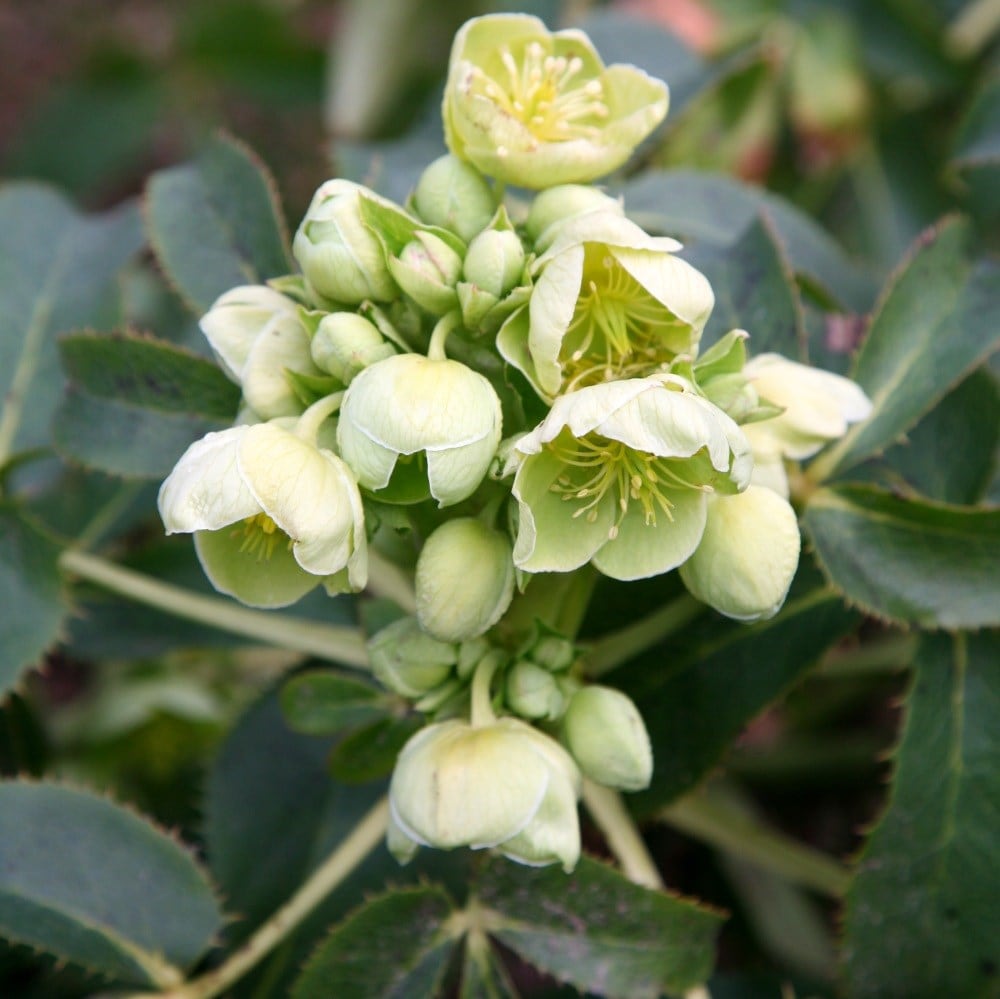 Product options image