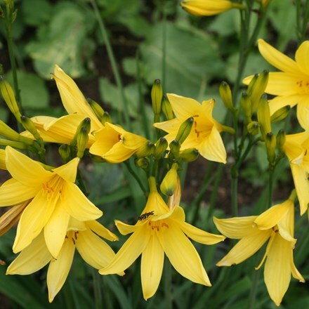 Picture of Hemerocallis lilioasphodelus