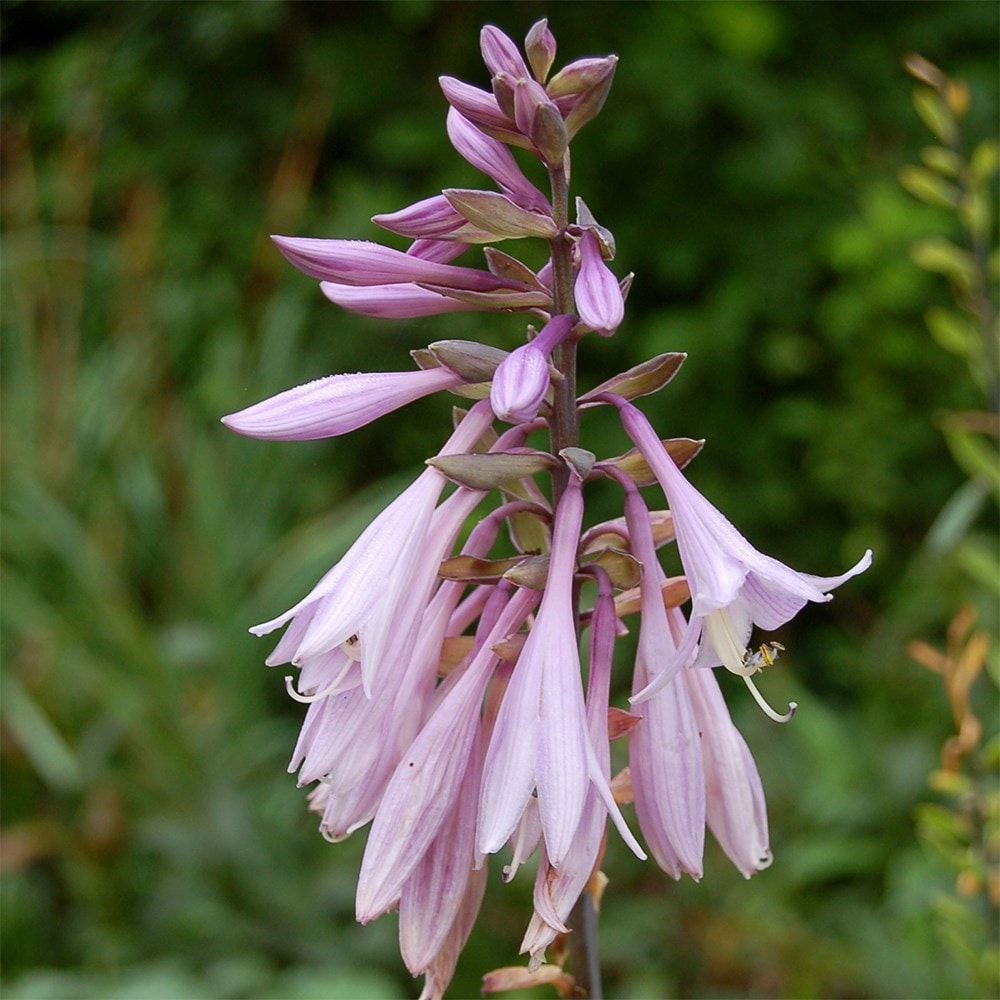 <i>Hosta</I> 'Francee' (fortunei)