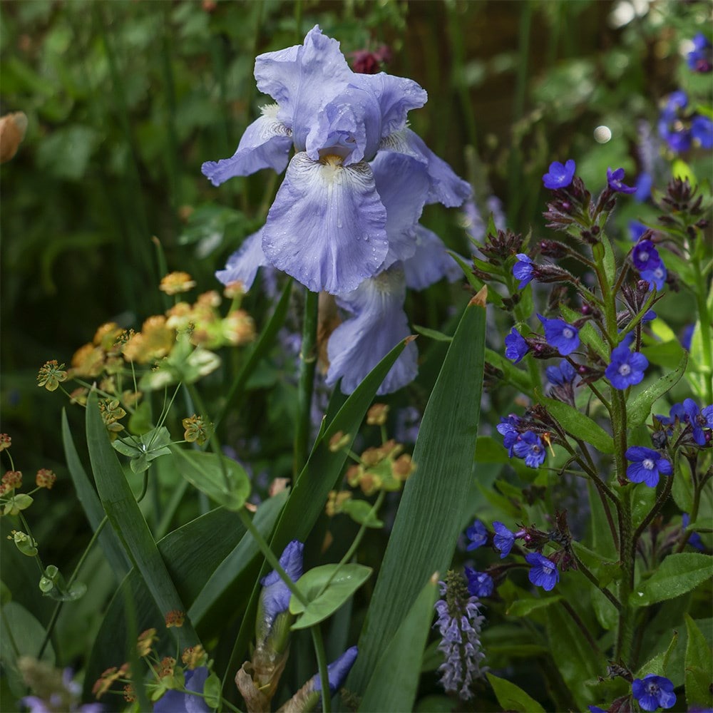 <i>Iris</i> 'Jane Phillips'