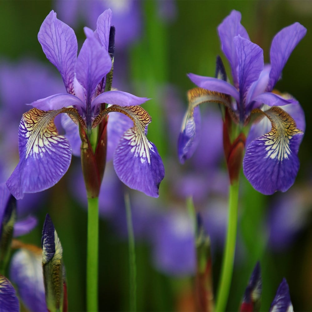 Product options image