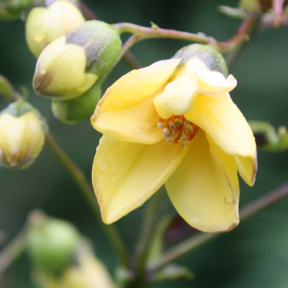 Product options image