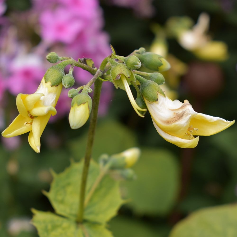 <i>Kirengeshoma palmata</i> 