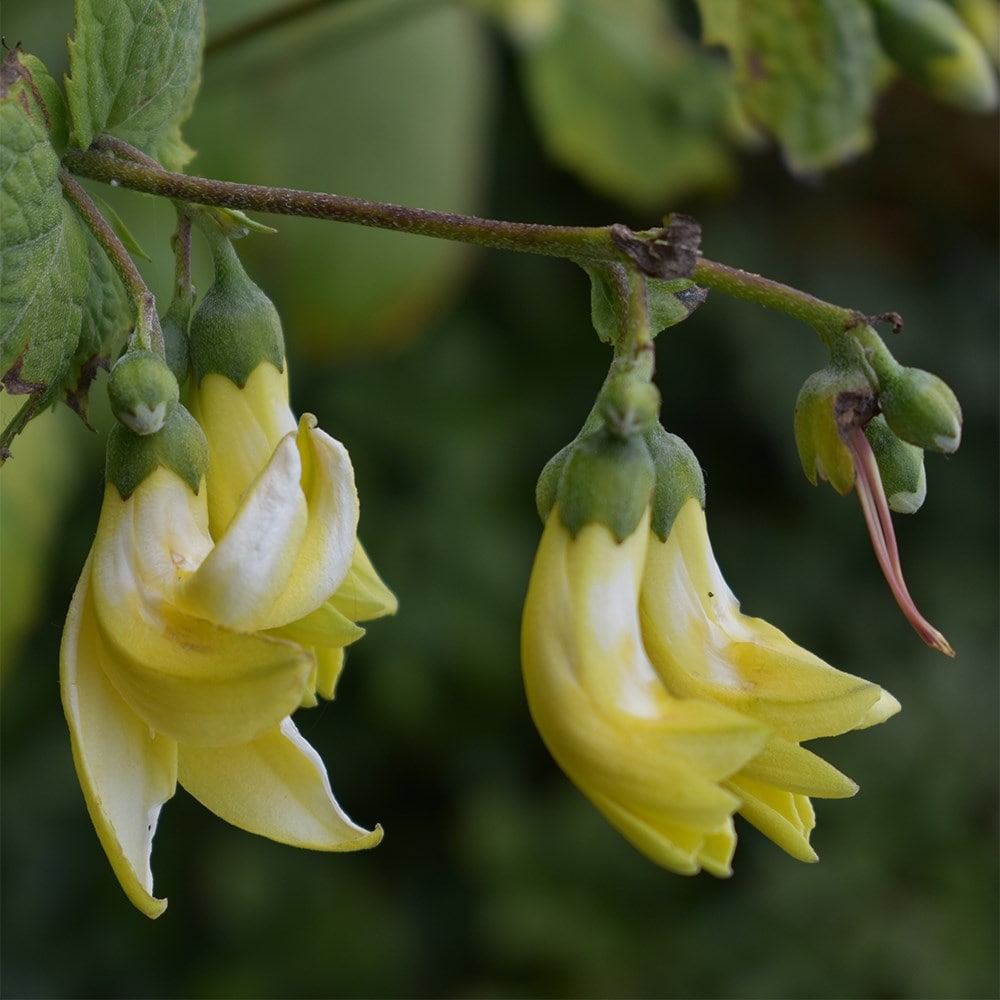 <i>Kirengeshoma palmata</i> 