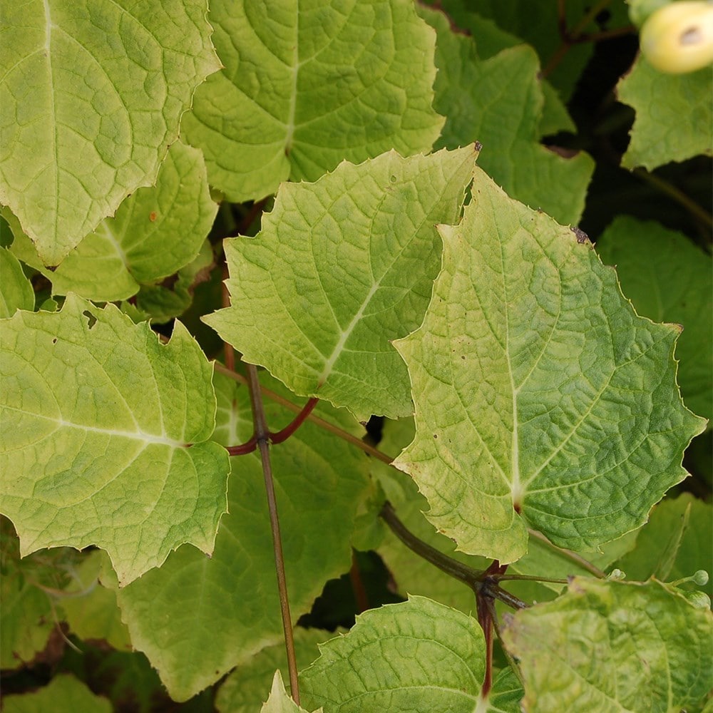 <i>Kirengeshoma palmata</i> 