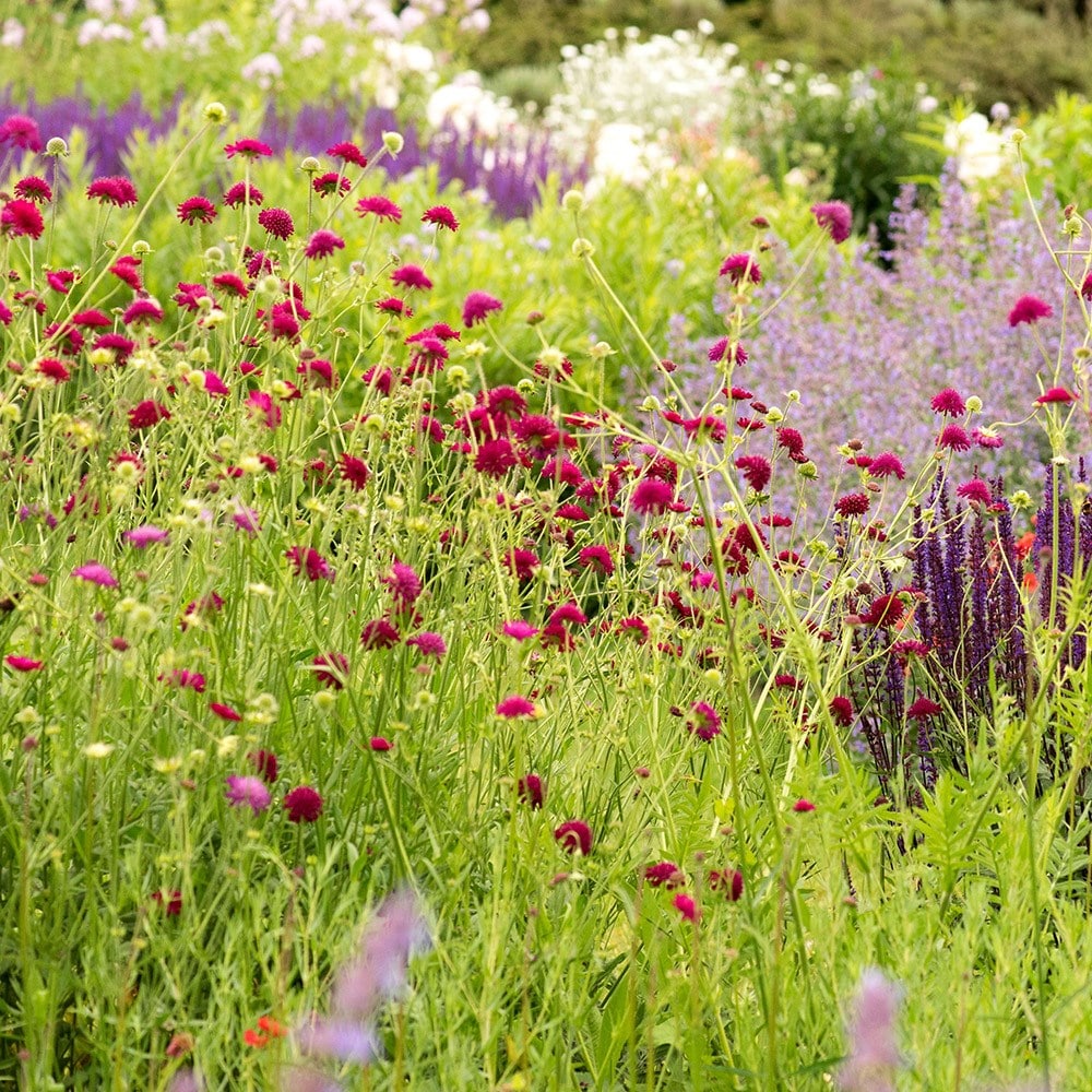 Product options image