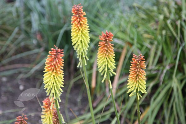 Buy red hot poker plants near me use Buy red hot poker plants near me use