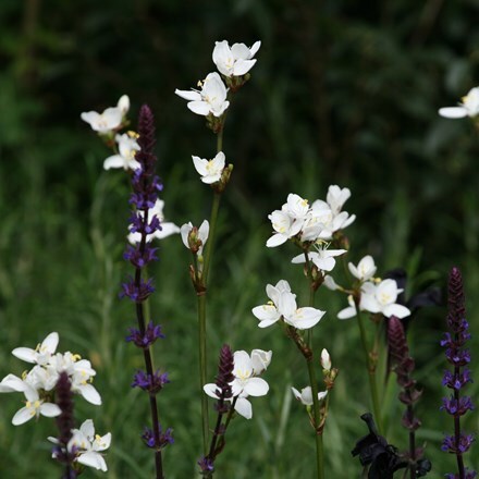 Picture of Libertia chilensis