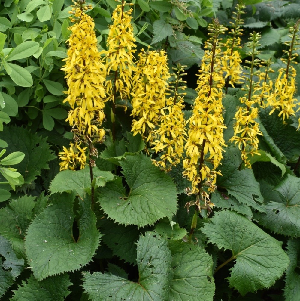 Product options image