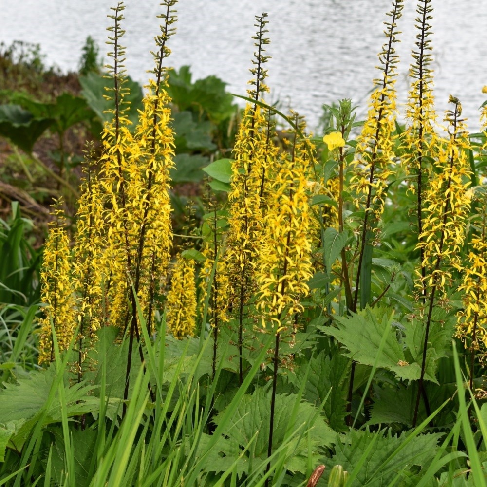 <i>Ligularia</i> 'The Rocket'
