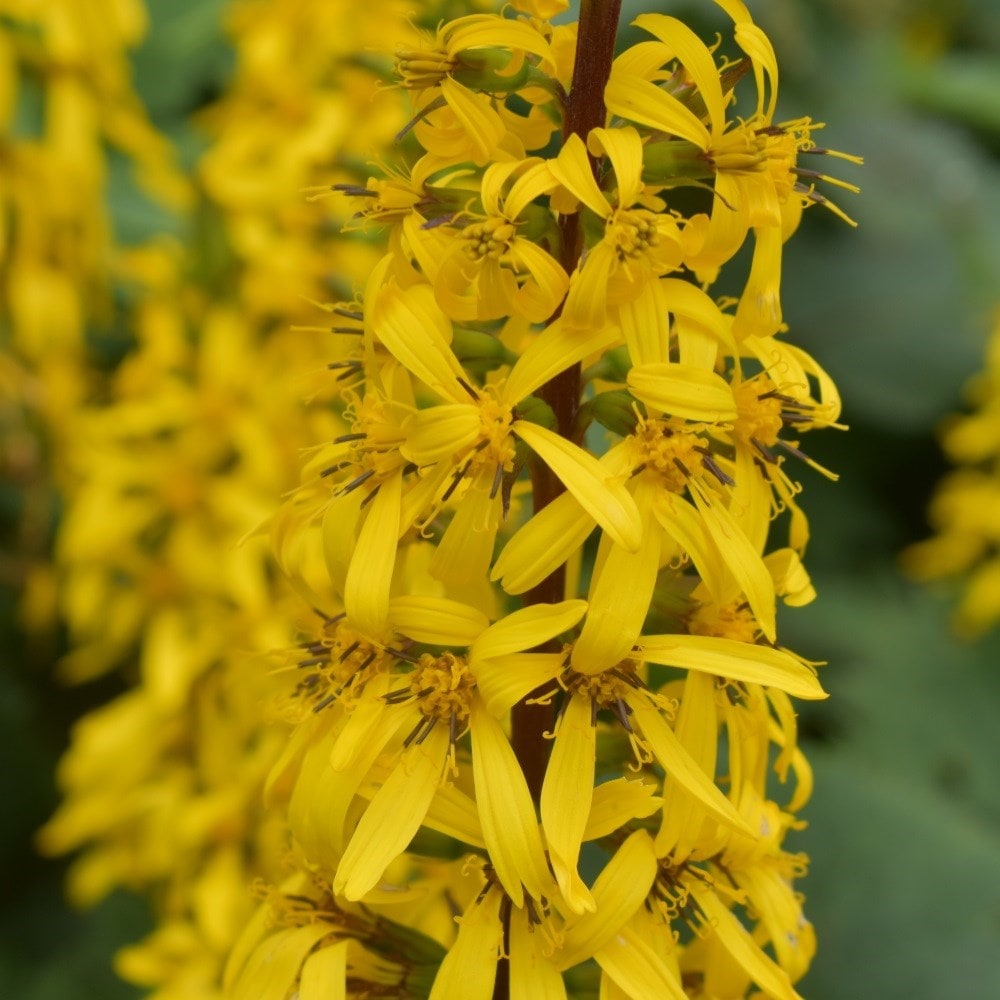 <i>Ligularia</i> 'The Rocket'