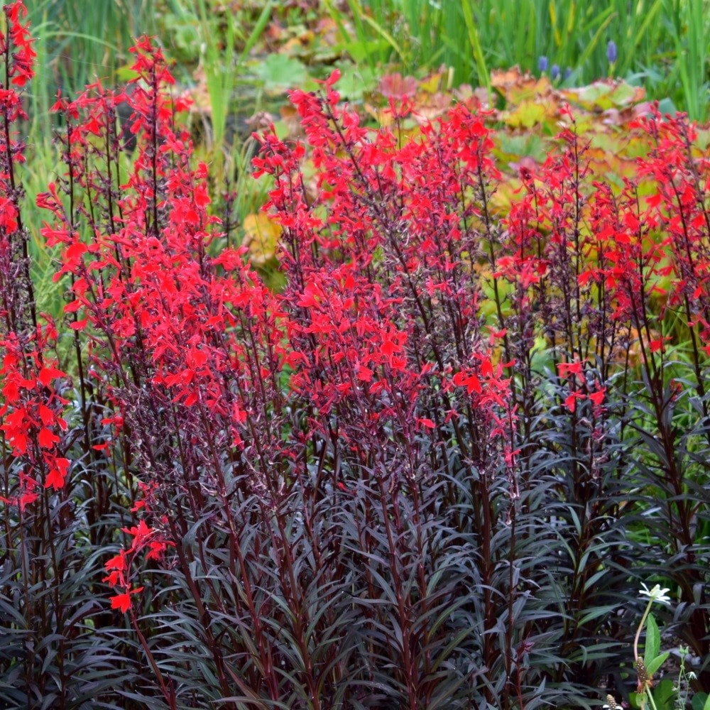 <i>Lobelia cardinalis</i> 'Queen Victoria'