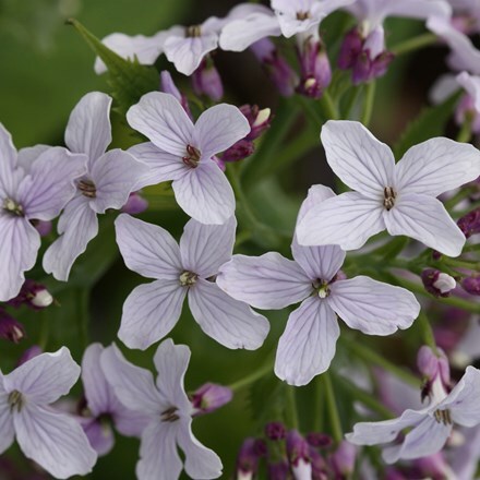 Lunaria rediviva