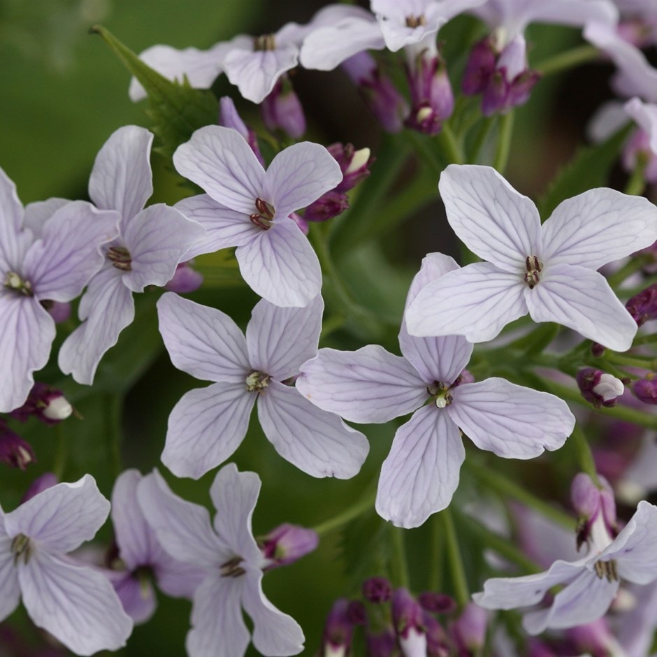perennial honesty