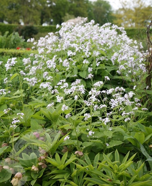 <i>Lunaria rediviva</i> 