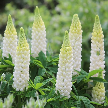 Picture of Lupinus Noble Maiden (Band of Nobles Series)