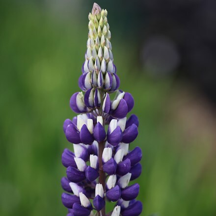 Picture of Lupinus The Governor (Band of Nobles Series)